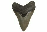 Serrated, Fossil Megalodon Tooth - Collector Quality! #332837-1